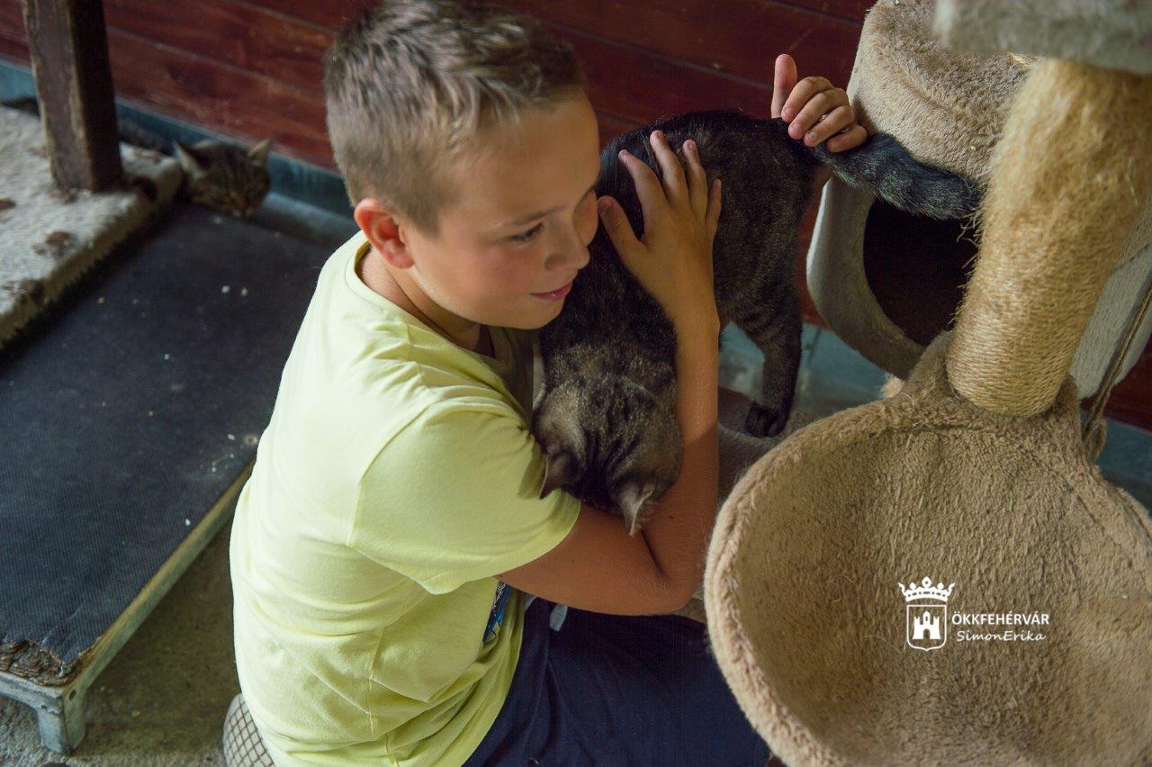 Önkétes toborzó napot tart vasárnap a 30 éves HEROSZ Fehérvári Állatotthon