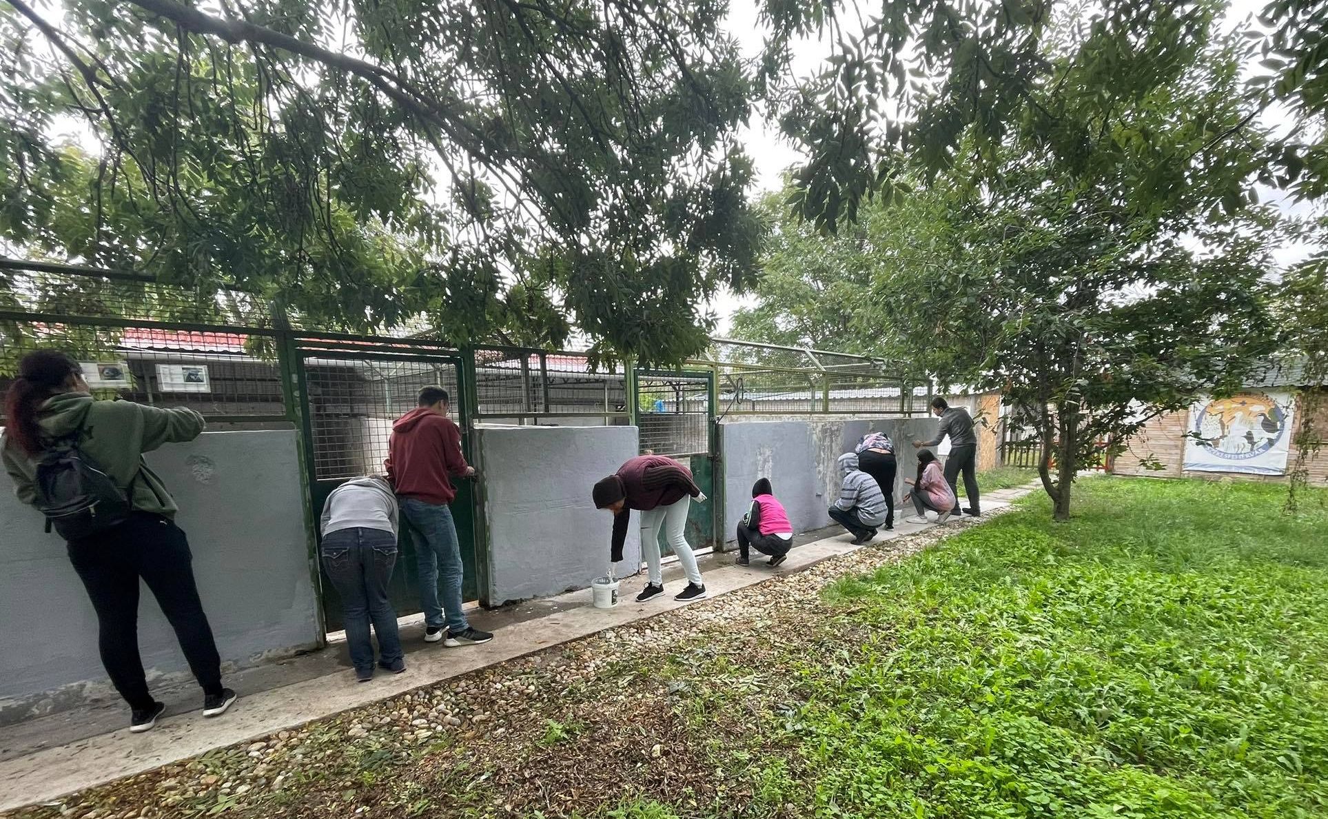 A kennelsor falát festették le az önkéntesek a Fehérvári Állatotthonban