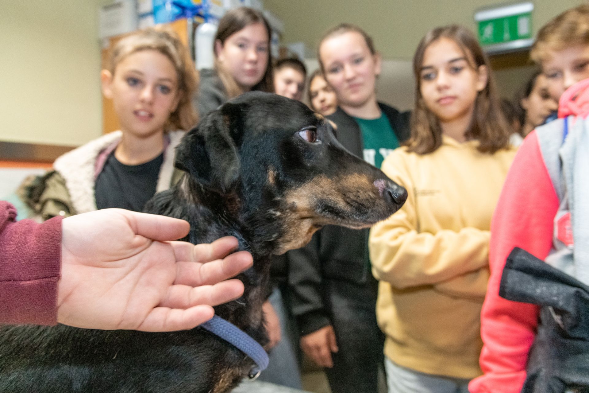 Előzzük meg az állatkínzást! – prevenció a rendőrség és az ASKA összefogásával
