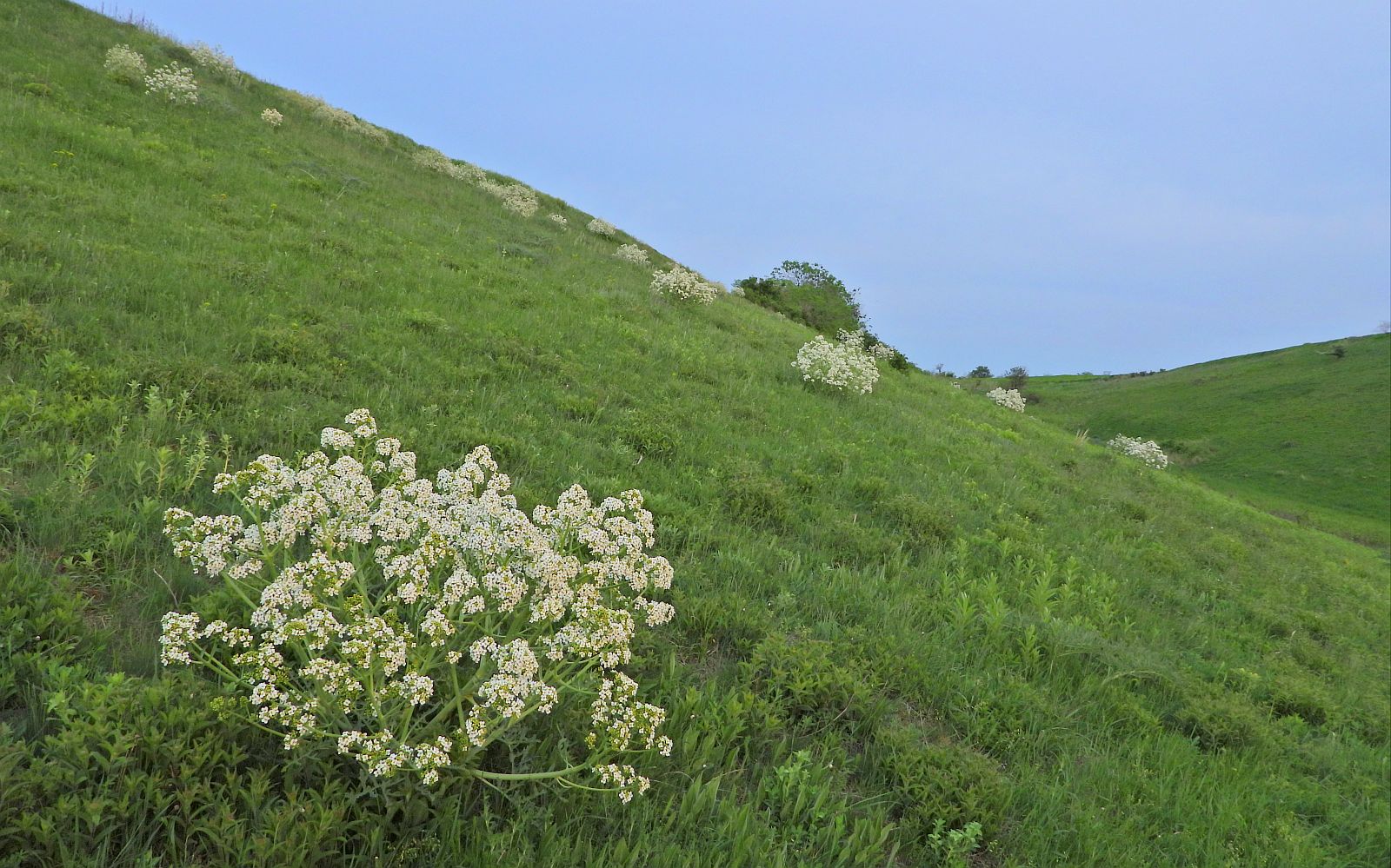 Fejér megye növényvilága - nagyszabású kép- és adatgyűjtésbe kezdtek a természetvédők