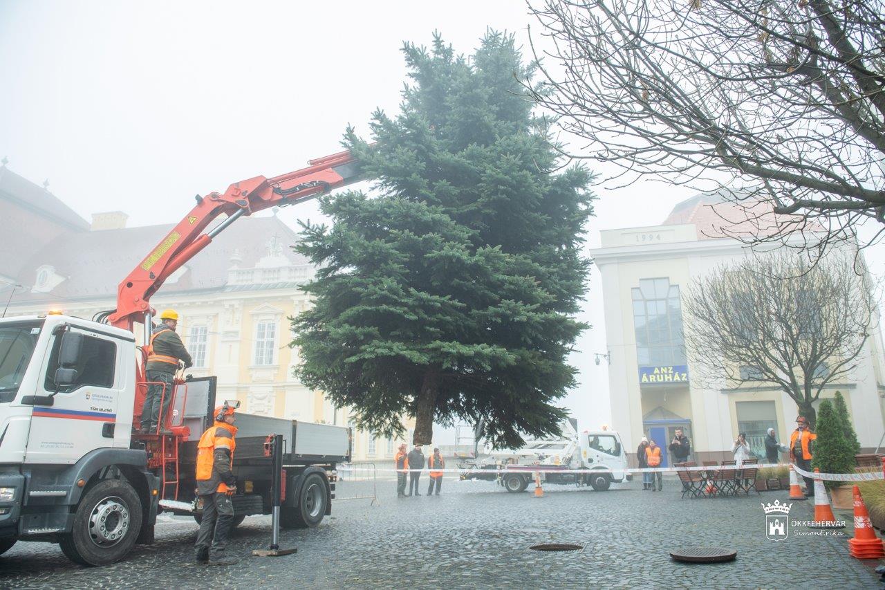 Megérkezett Székesfehérvár karácsonyfája a Városház térre