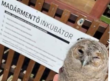 Időpont-egyeztetés nélkül, inkubátorban fogadja télen a sérült madarakat a sukorói Vadmadárkórház