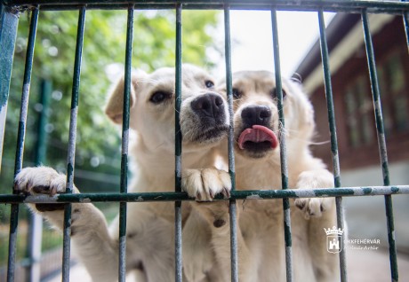 Közös adománygyűjtés az otthontalan állatokért