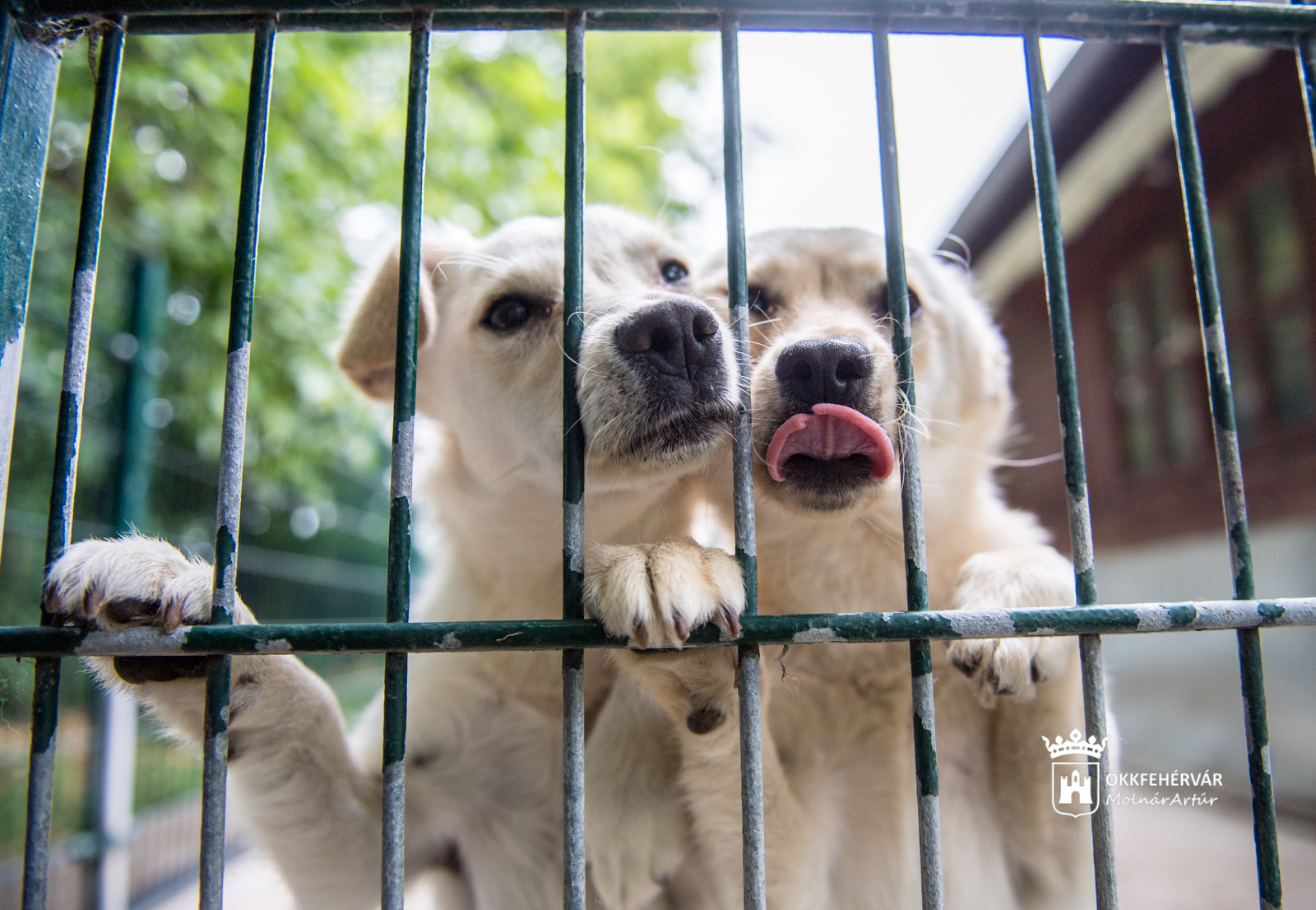 Közös adománygyűjtés az otthontalan állatokért
