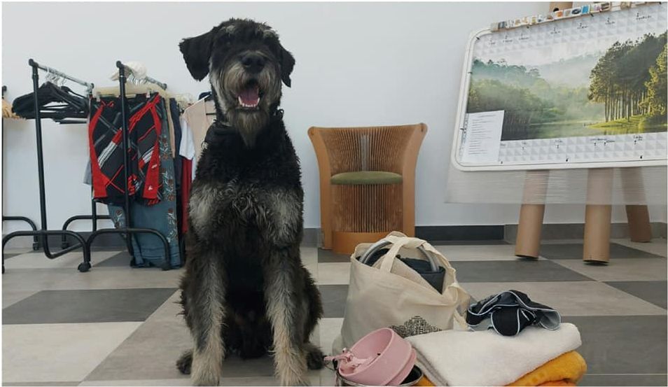 Adomány az ASKA-kutyáknak - jól sikerült a hulladékcsökkentési hét a Depóniánál