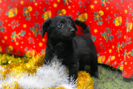 ASKArácsony szombaton jótékonysági vásárral, közös fadíszítéssel az ASKA Állatmenhelyen