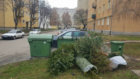 Így szállítja el januárban a karácsonyfákat a Depónia Székesfehérváron