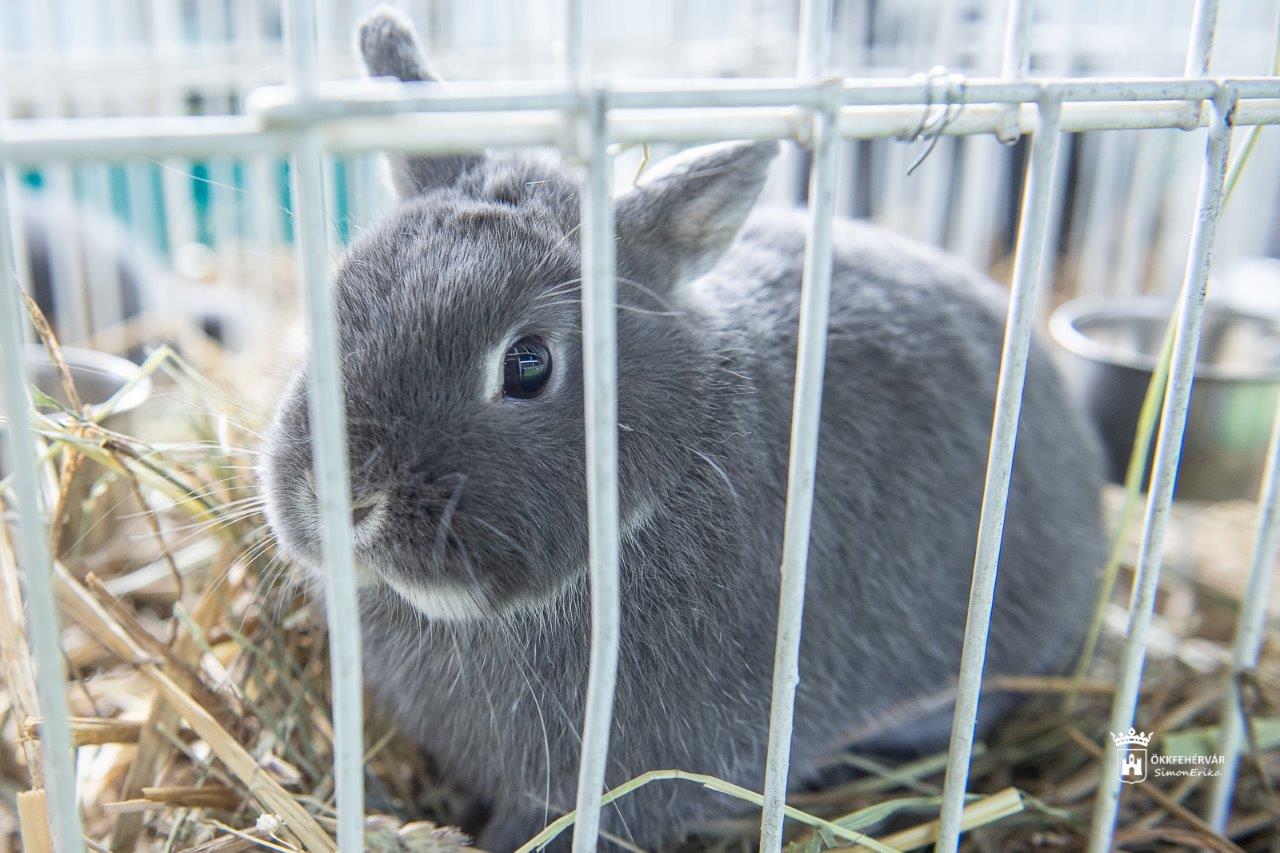 2023. legnagyobb galamb és kisállat kiállítása lesz hétvégén Fehérváron