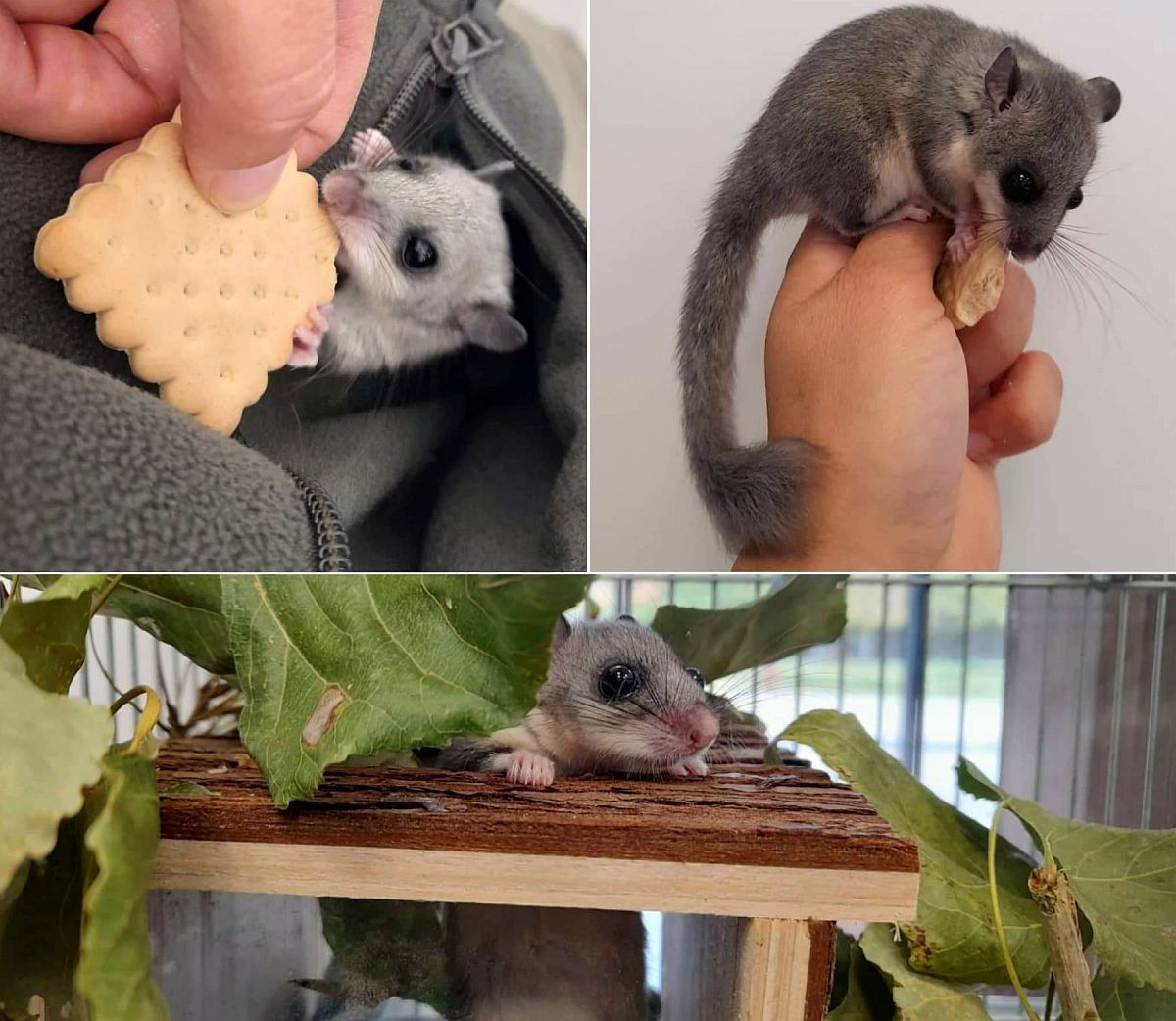 Januárban is folytatódnak a Vadvasárnapok a Sóstó Vadvédelmi Központban