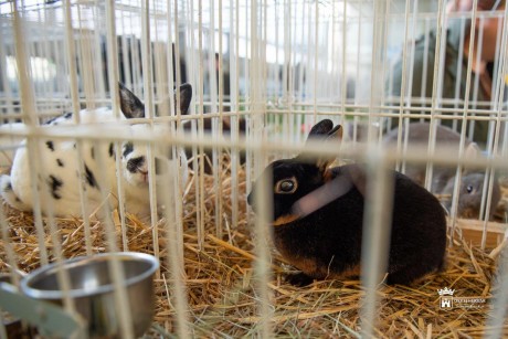 Vasárnap délutánig várja a látogatókat a kisállat kiállítás a Volán tornacsarnokban