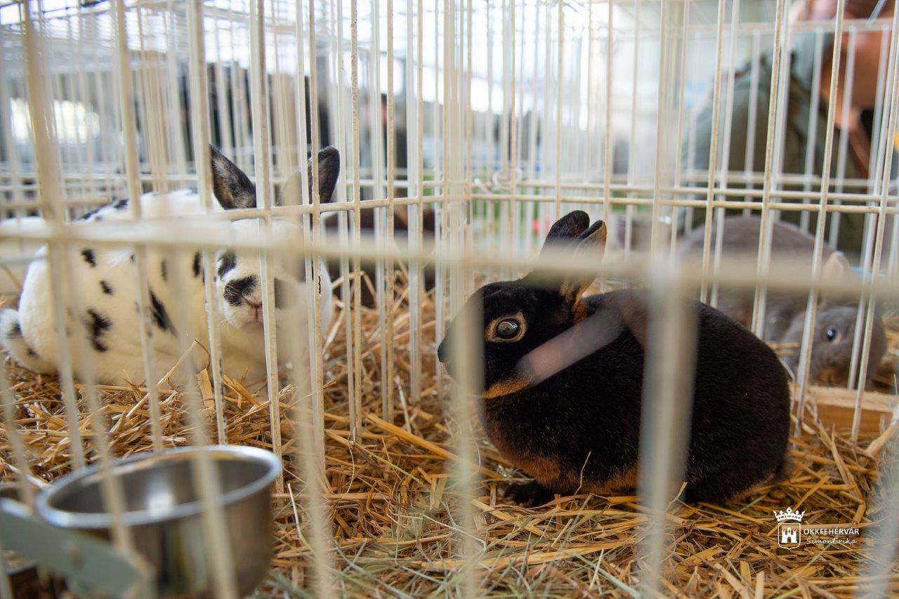 Vasárnap délutánig várja a látogatókat a kisállat kiállítás a Volán tornacsarnokban