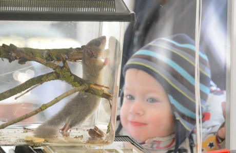 Vadvasárnapok a Sóstón - testközelből nézhették meg a gyerekek a gyógyuló állatokat