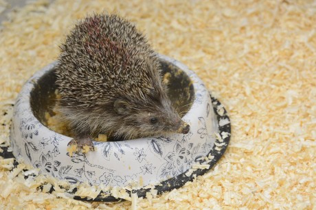 Most hétvégén is lesz Vadvasárnap a Sóstón