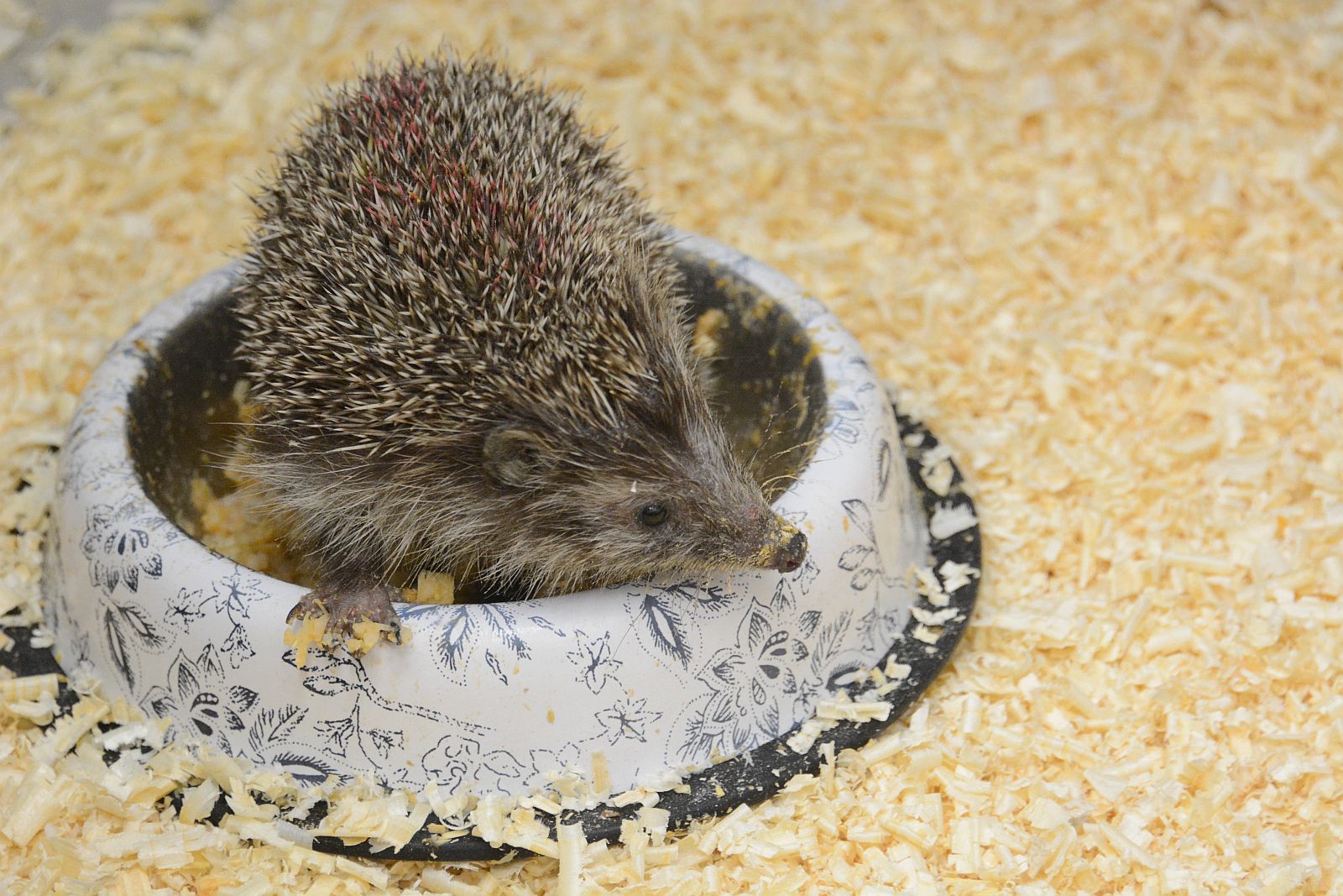 Most hétvégén is lesz Vadvasárnap a Sóstón