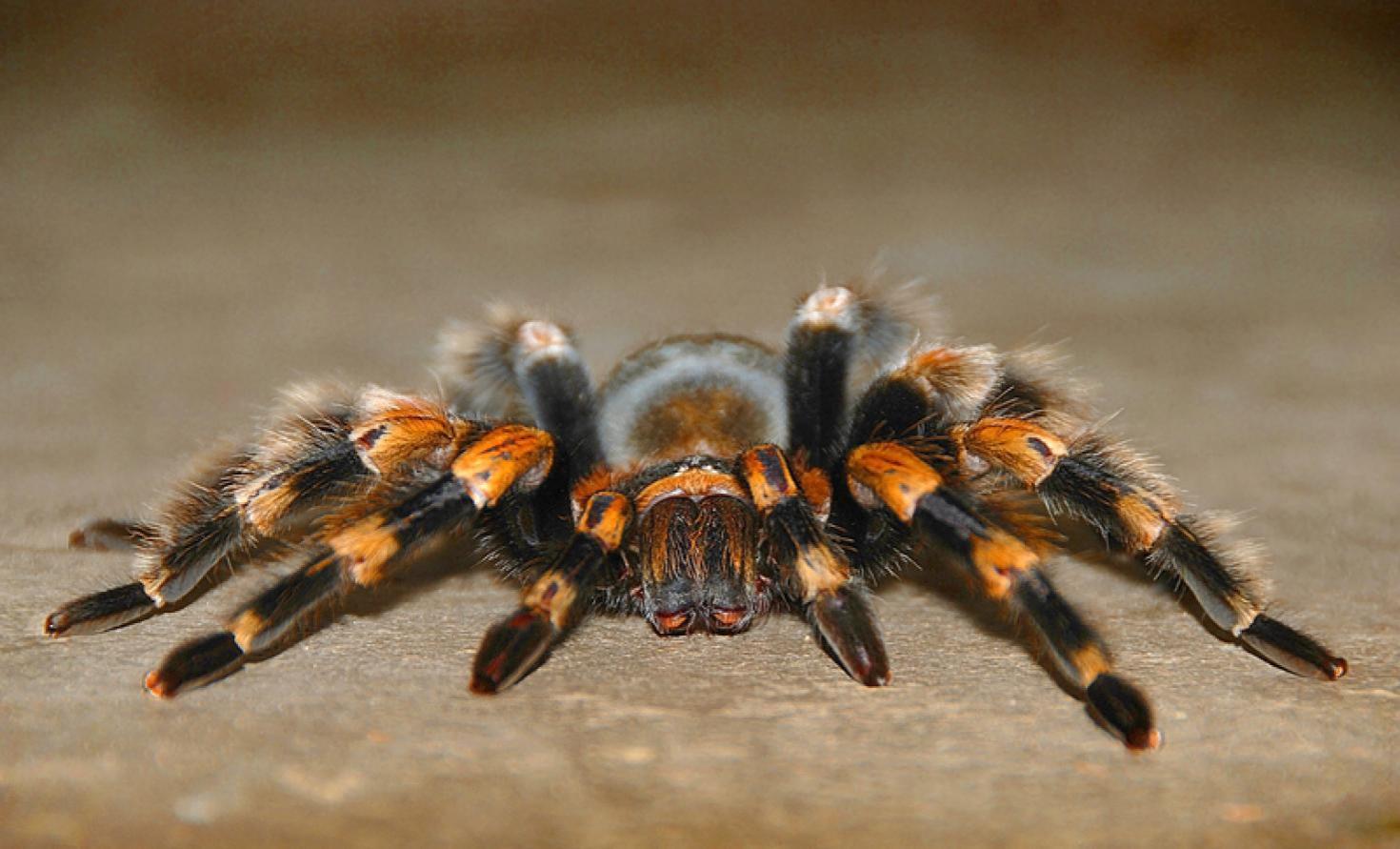 Varázslatos természet - pók- és kisállat kiállítás a Gárdonyiban