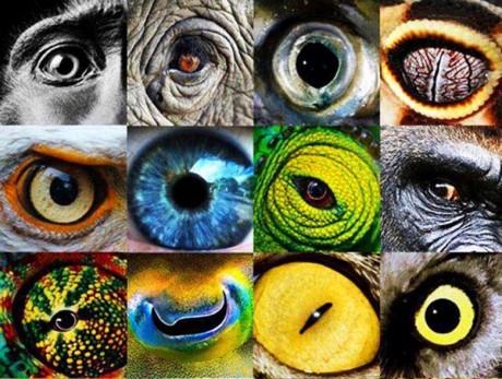 Látás és látásmódok humán és animál szemeken