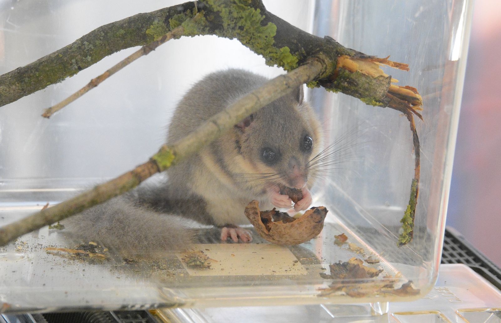 Vadvasárnapok, Maci nap és Bögre túra - februári események a Sóstón