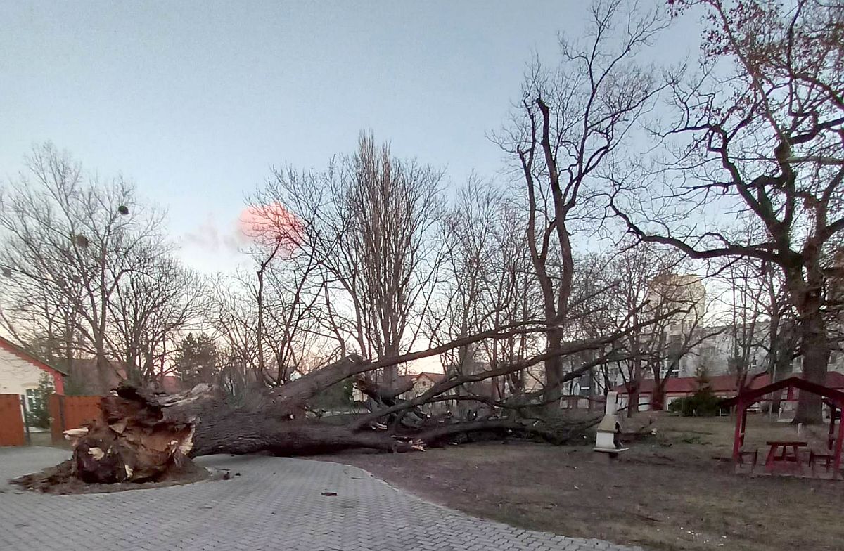 Szombat óta folyamatosan dolgoznak a Városgondnokság parkfenntartói