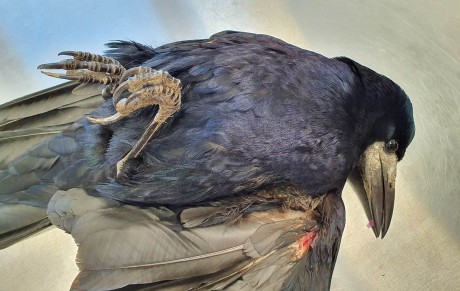 Védett varjút lőttek le légpuskával az Almássy lakótelepen vagy környékén