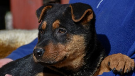 Örökbefogadó, adománygyűjtő napot tartanak szombaton az ASKA menhelyen
