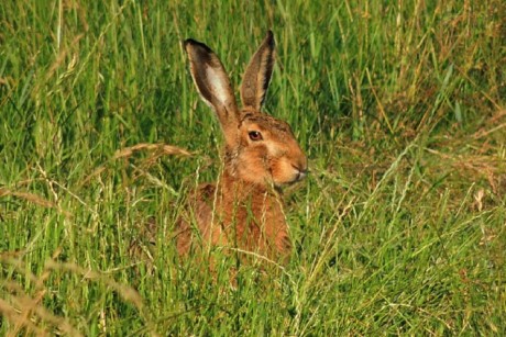 Túra, kézműveskedés, tojáskereső is lesz a Sóstón az ünnepi hosszú hétvégén