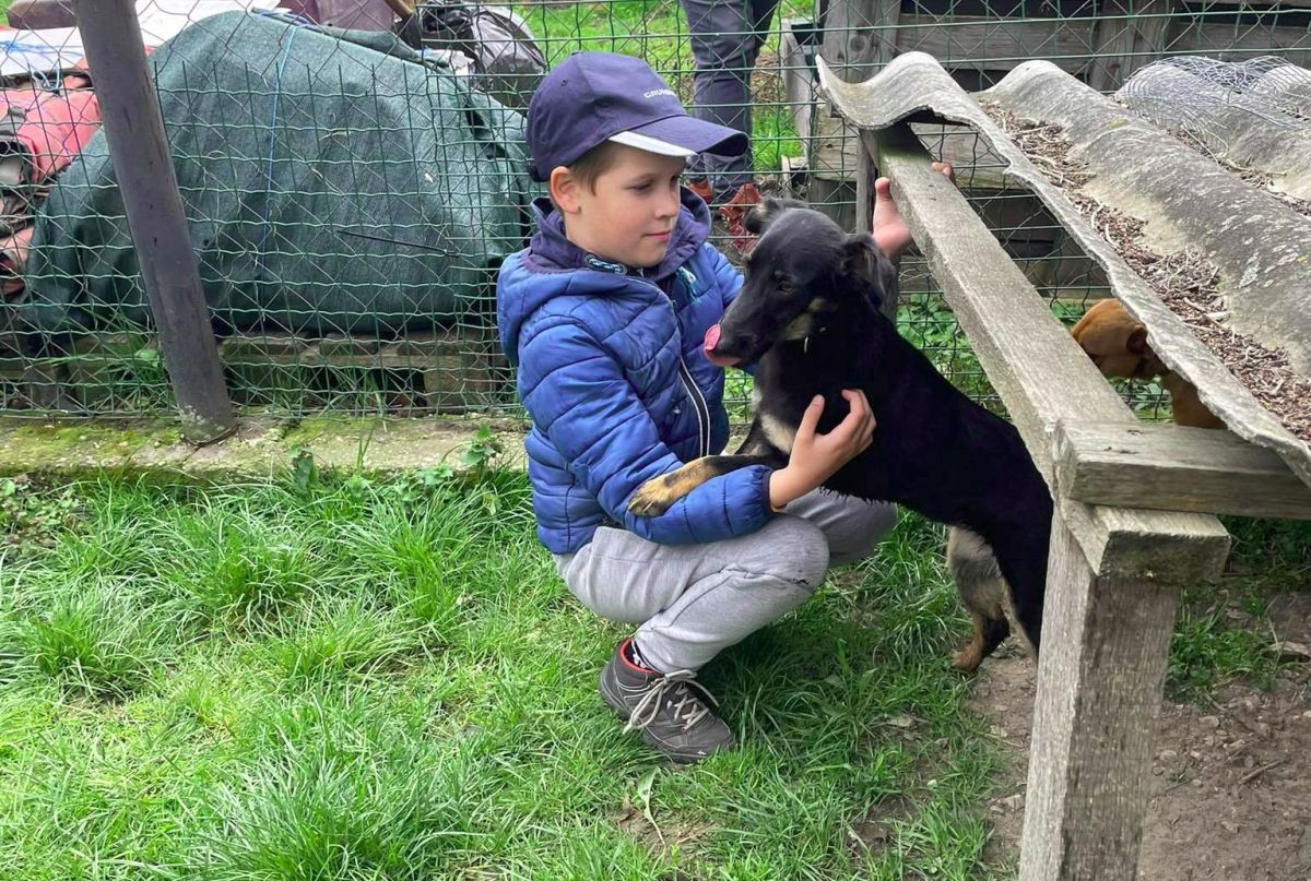 Nyári tábor a Fehérvári Állatotthonban – még vannak szabad férőhelyek