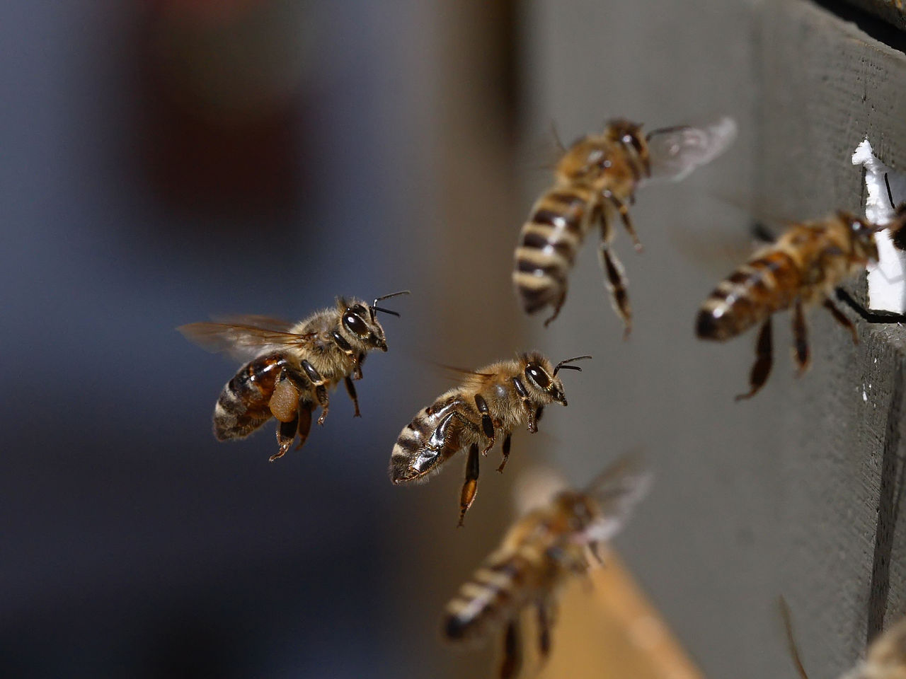 Beporzók és Méhek Napja vasárnap a Sóstón - programok a Zöld tanyán