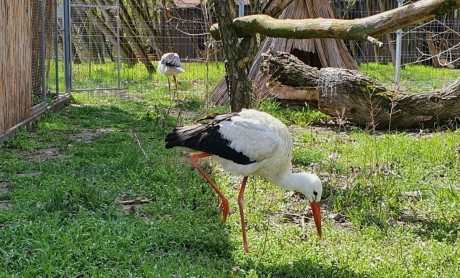 Nyílt nappal ünnepli egyéves születésnapját vasárnap a Sóstó Vadvédelmi Központ