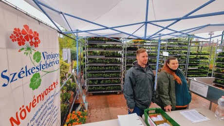 Virágos Székesfehérvár - 81 ezer tő virágot osztanak ki május végéig