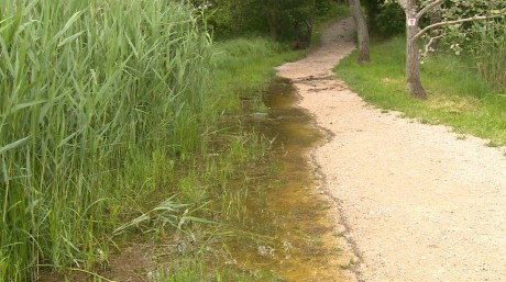Rekord vízállás a Sóstón - megnyitották az északi tó zsilipjét a természetvédelmi területen