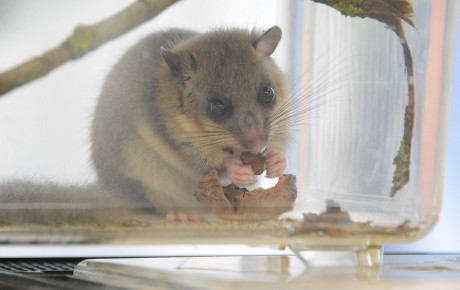 A Bakonyban engedték el a Sóstó Vadvédelmi Központban felnőtt nagy pelét