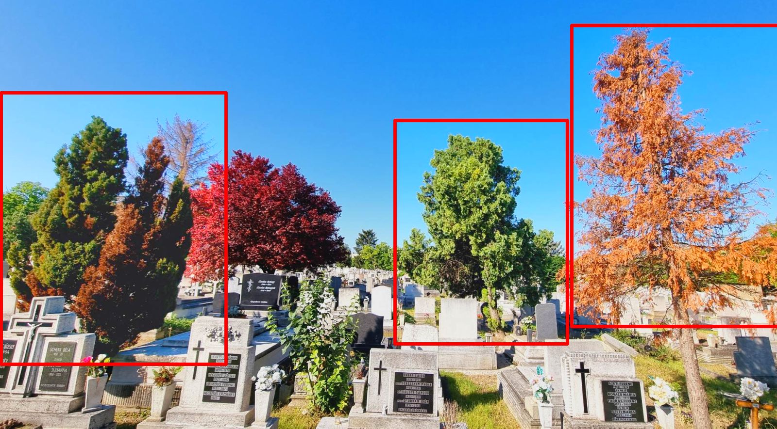 Ezért barnulnak a tujafélék - inkább tiszafát és babérmeggyet ültessünk