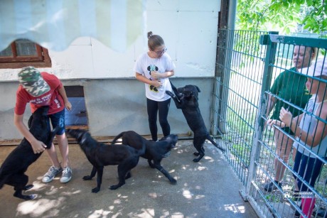 Sok gyermek vakációzik a héten a HEROSZ állatvédelmi napközis táborában