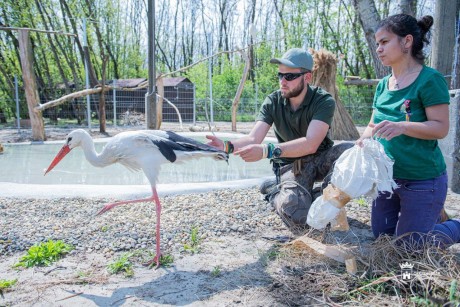 Vadvasárnap a fehérvári Vadvédelmi Központban augusztus 6-án