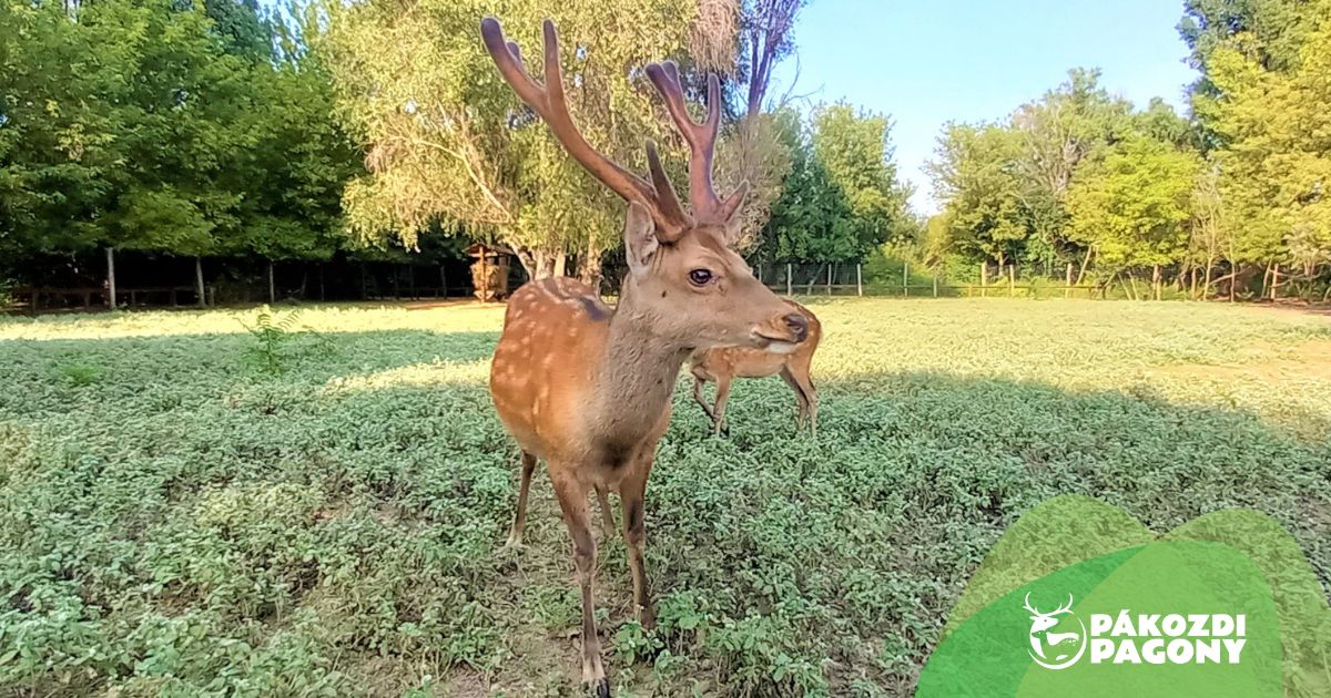 Nyerjen páros belépőt az augusztus 25-i Állatkertek Éjszakájára, a Pákozdi Pagonyba!