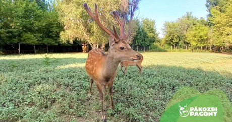 Nyerjen páros belépőt az augusztus 25-i Állatkertek Éjszakájára, a Pákozdi Pagonyba!