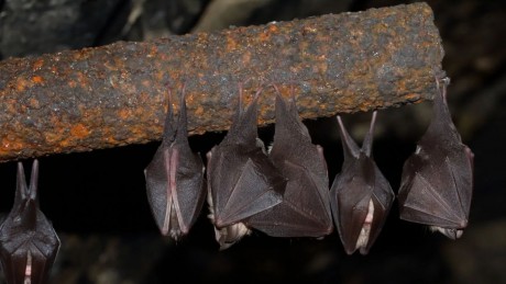 A denevérek helyzete hazánkban – folytatódnak az ismeretterjesztő Vadvédelmi esték a Sóstón