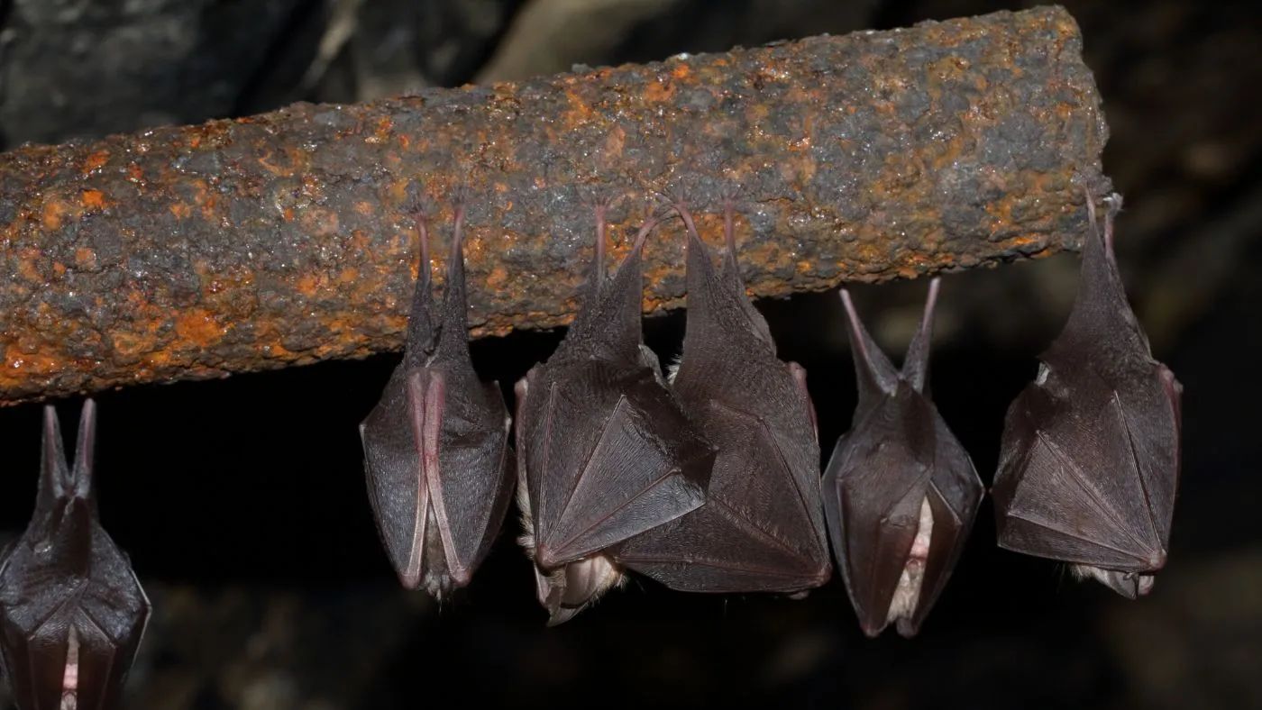 A denevérek helyzete hazánkban – folytatódnak az ismeretterjesztő Vadvédelmi esték a Sóstón