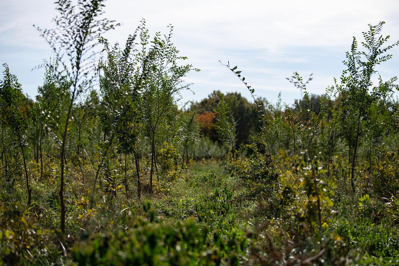 Szépen növekszik az elmúlt években telepített közel 120 ezer facsemete
