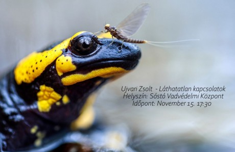 Folytatódnak az ismeretterjesztő Vadvédelmi esték a Sóstón - természetfotós érkezik Fehérvárra