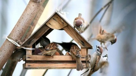 Töltsük fel a madáretetőket - ha elkezdjük nem szabad abbahagyni tavaszig