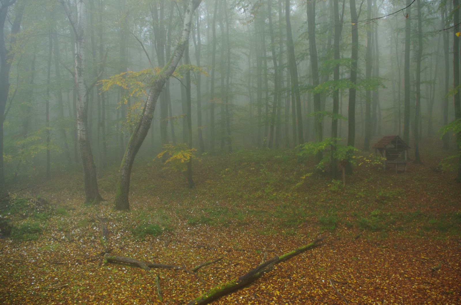 Erdeink élővilága - fotópályázatot hirdetett a 