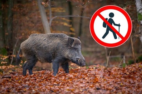 Erdőlátogatási korlátozások lesznek szombaton Lovasberény, Sukoró és Nadap környékén