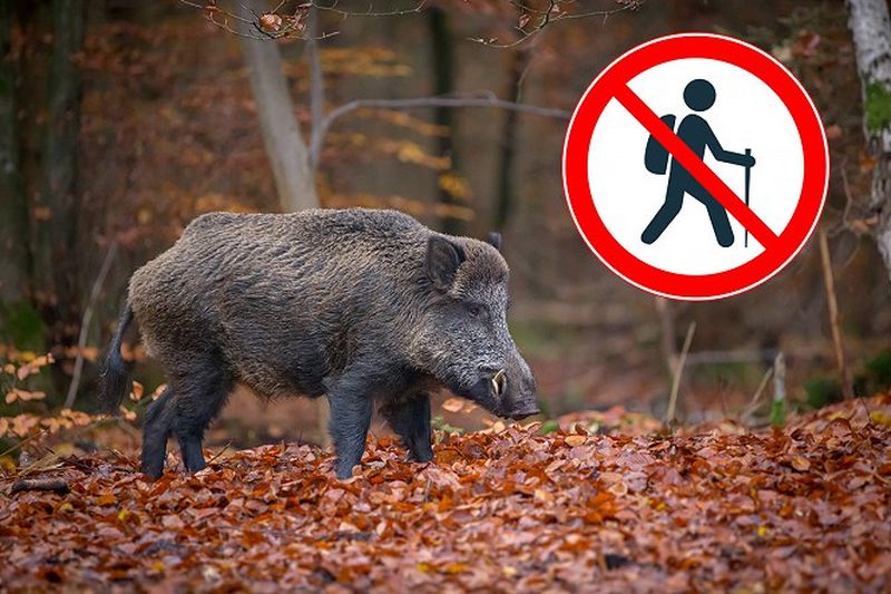 Erdőlátogatási korlátozások lesznek szombaton Lovasberény, Sukoró és Nadap környékén