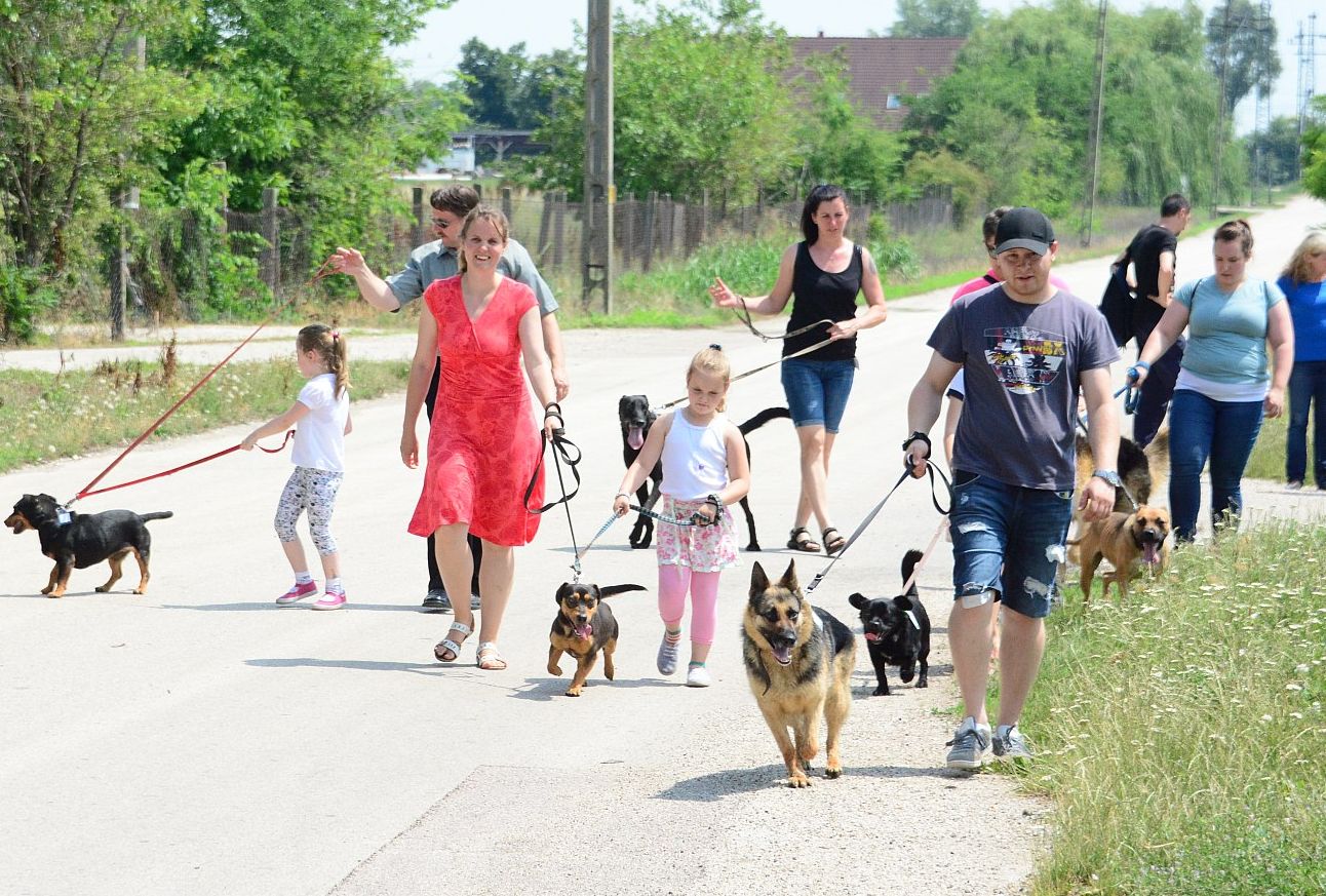 Bárki segítheti a Fehérvári Állatotthon kutyáit egy-egy sétáltatással