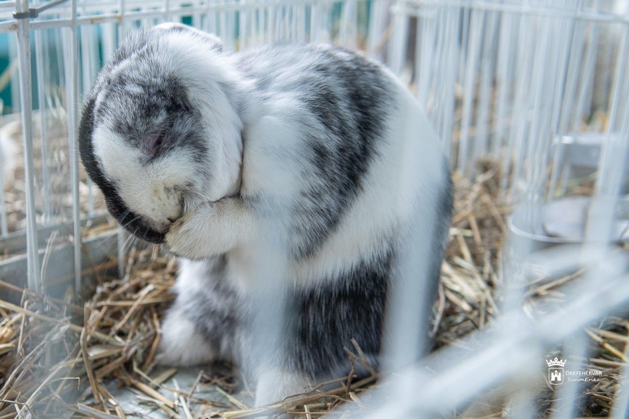 Több mint 500 kisállat várja a látogatókat hétvégén a Volán Sportcsarnokban