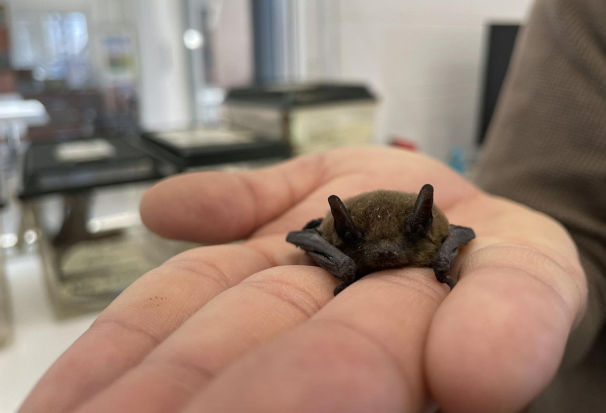 Az első teljes év a Sóstó Vadvédelmi Központban - közel kilencszáz állat életét mentették meg