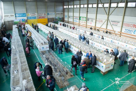 Kisállat-kiállítás galambokkal, nyulakkal és díszmadarakkal a Volán Sportcsarnokban