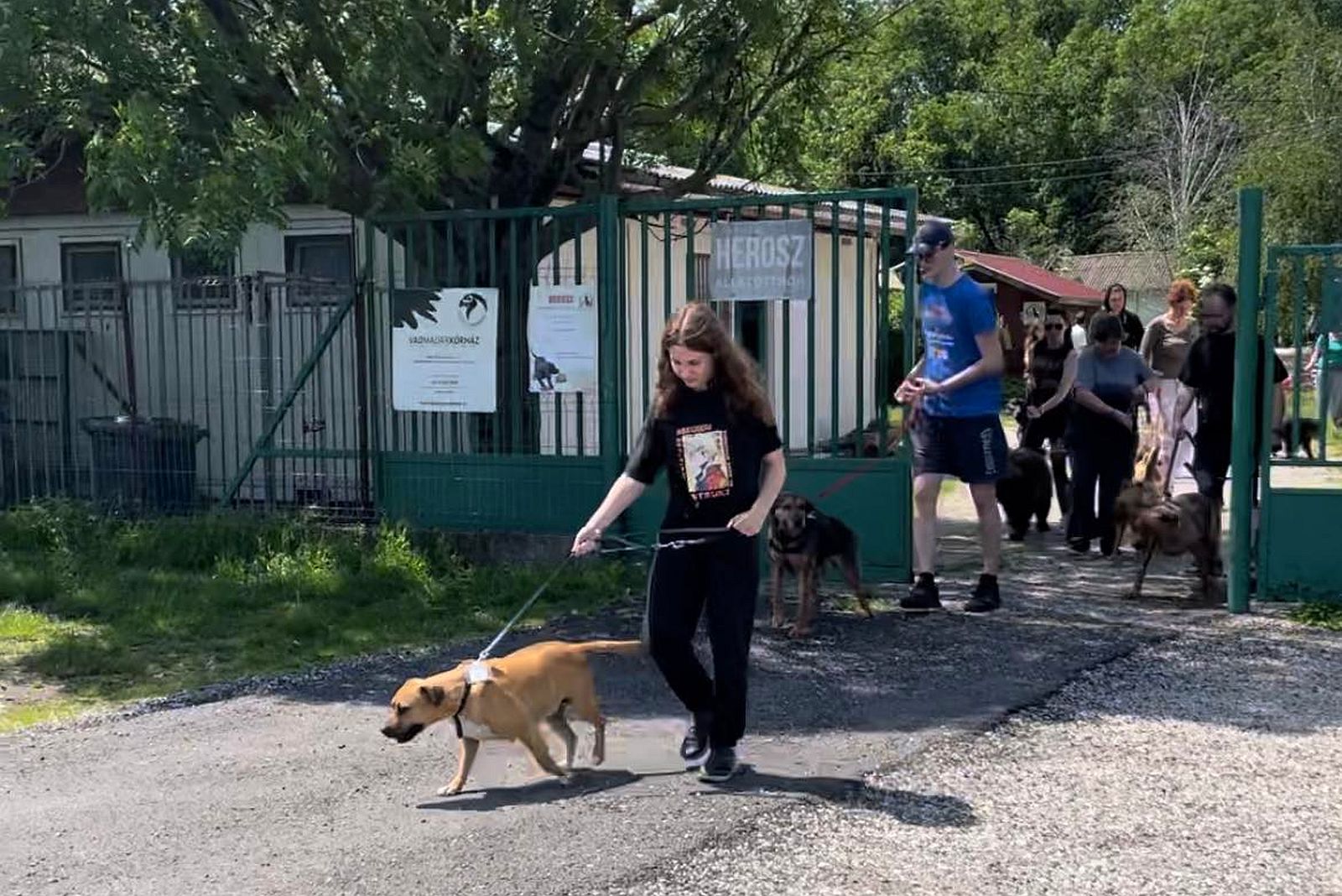 Kutyasétával segíthetjük most hétvégén is a menhely állatait