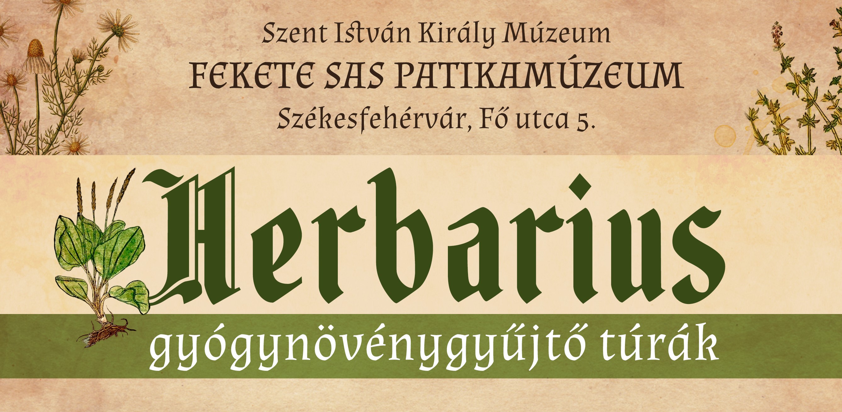 Vasárnap Lovasberényben lesz az idei első gyógynövénygyűjtő túra